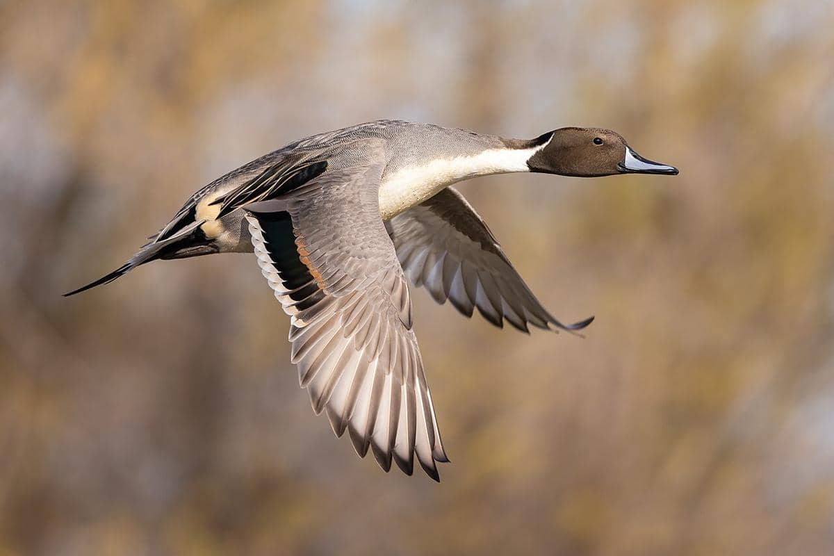 Northern Pintail male