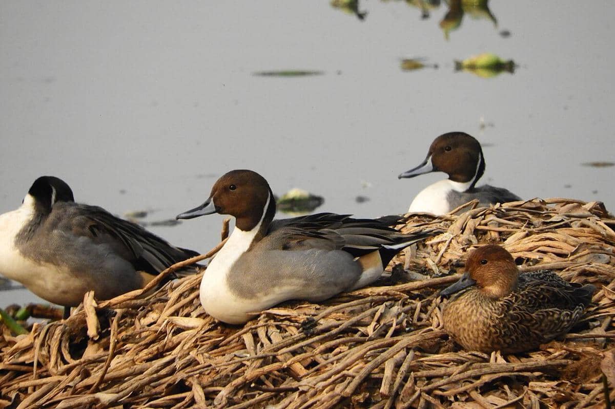 Northern Pintail