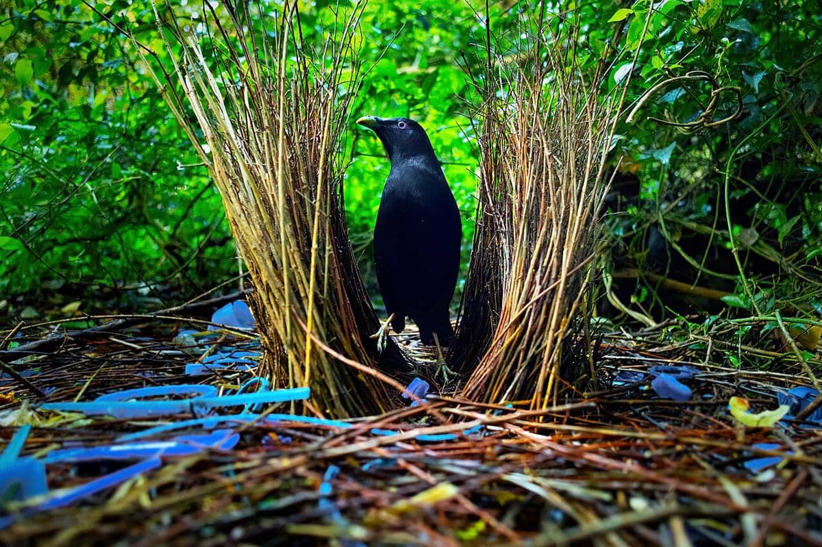 ilustrasi bowerbird atau burung namdur (commons.wikimedia.org/JJ Harrison)