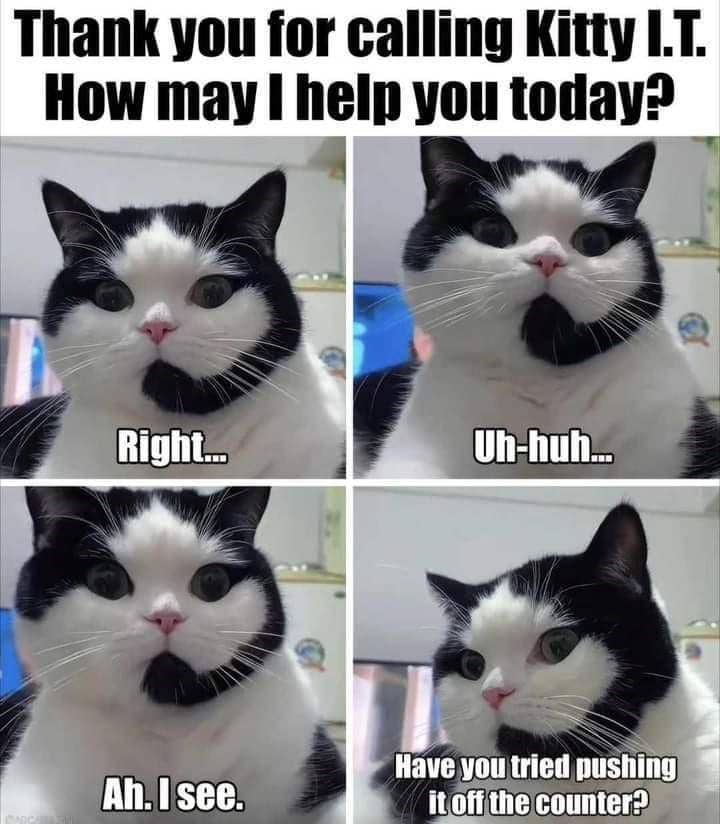 meme kucing tentang kerja