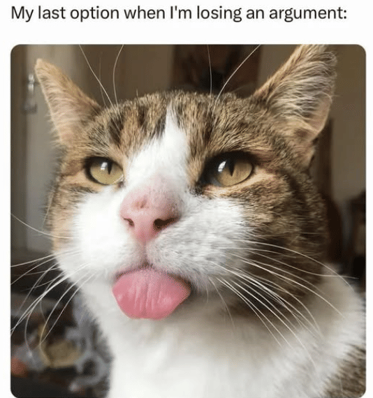 meme kucing tentang adu argumen