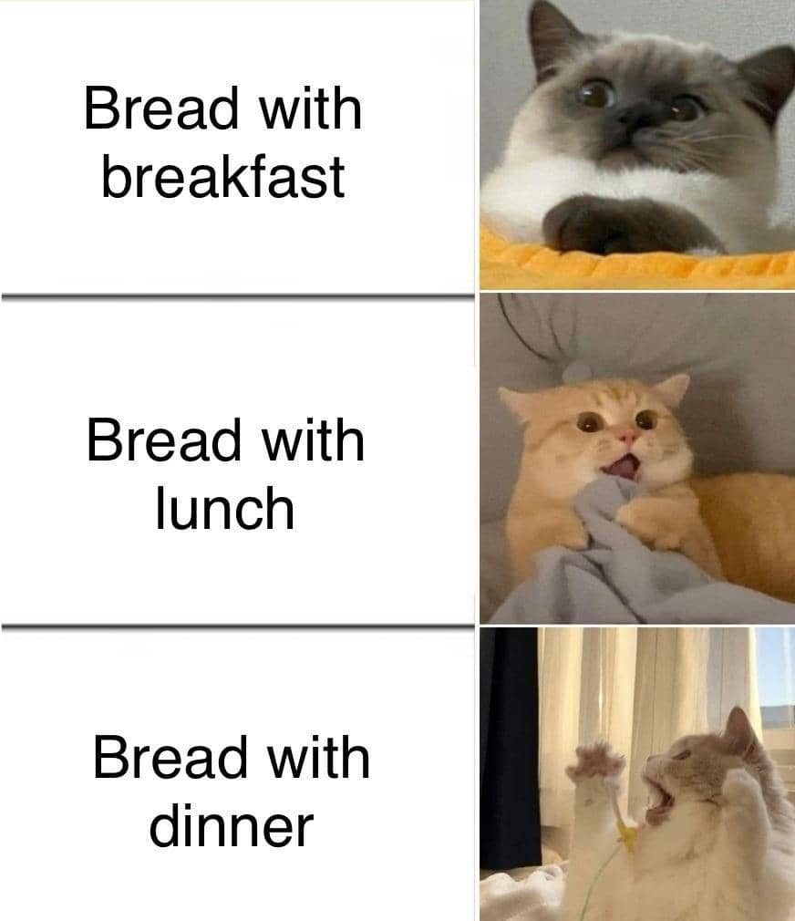 meme kucing tentang makan siang