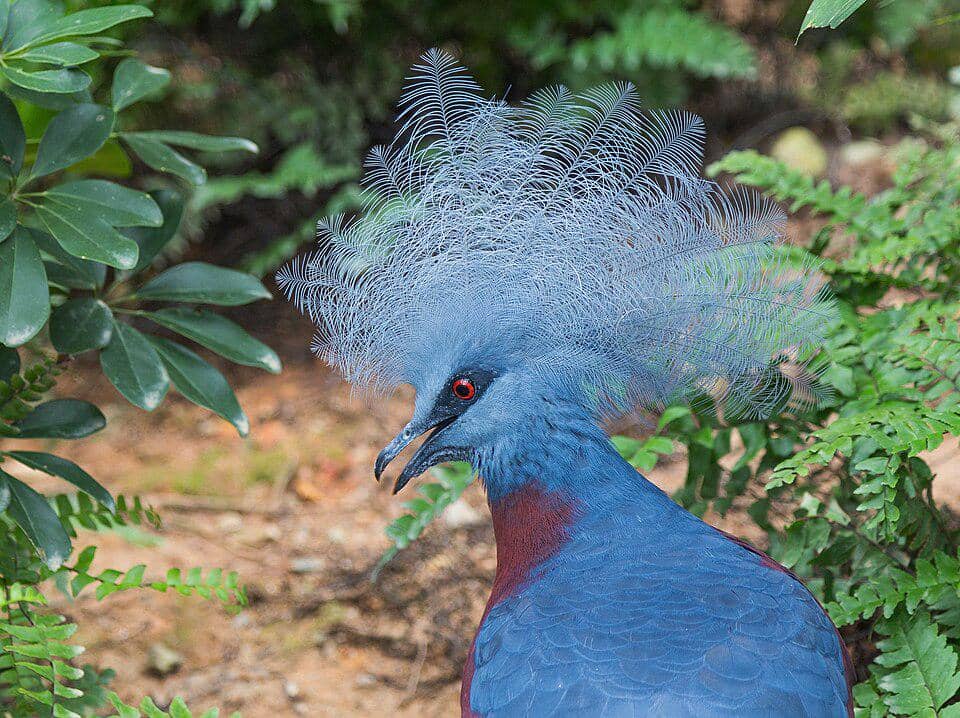 Merpati Goura sclaterii