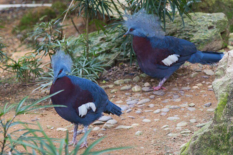 Merpati Goura sclaterii