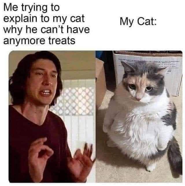 meme kucing tentang adu argumen