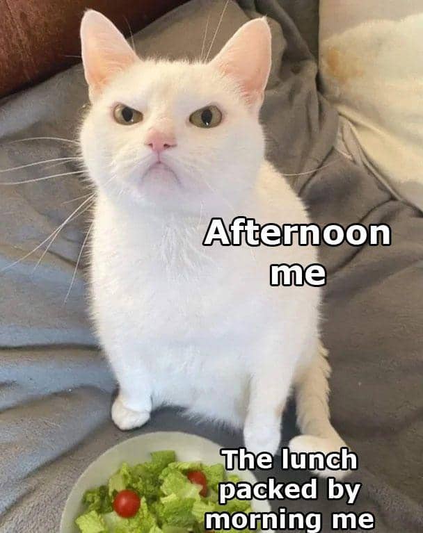 meme kucing tentang makan siang