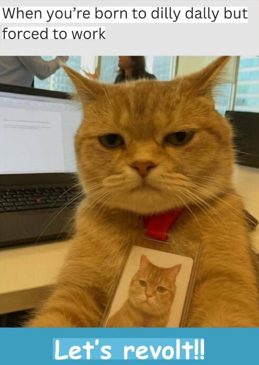 meme kucing tentang kerja