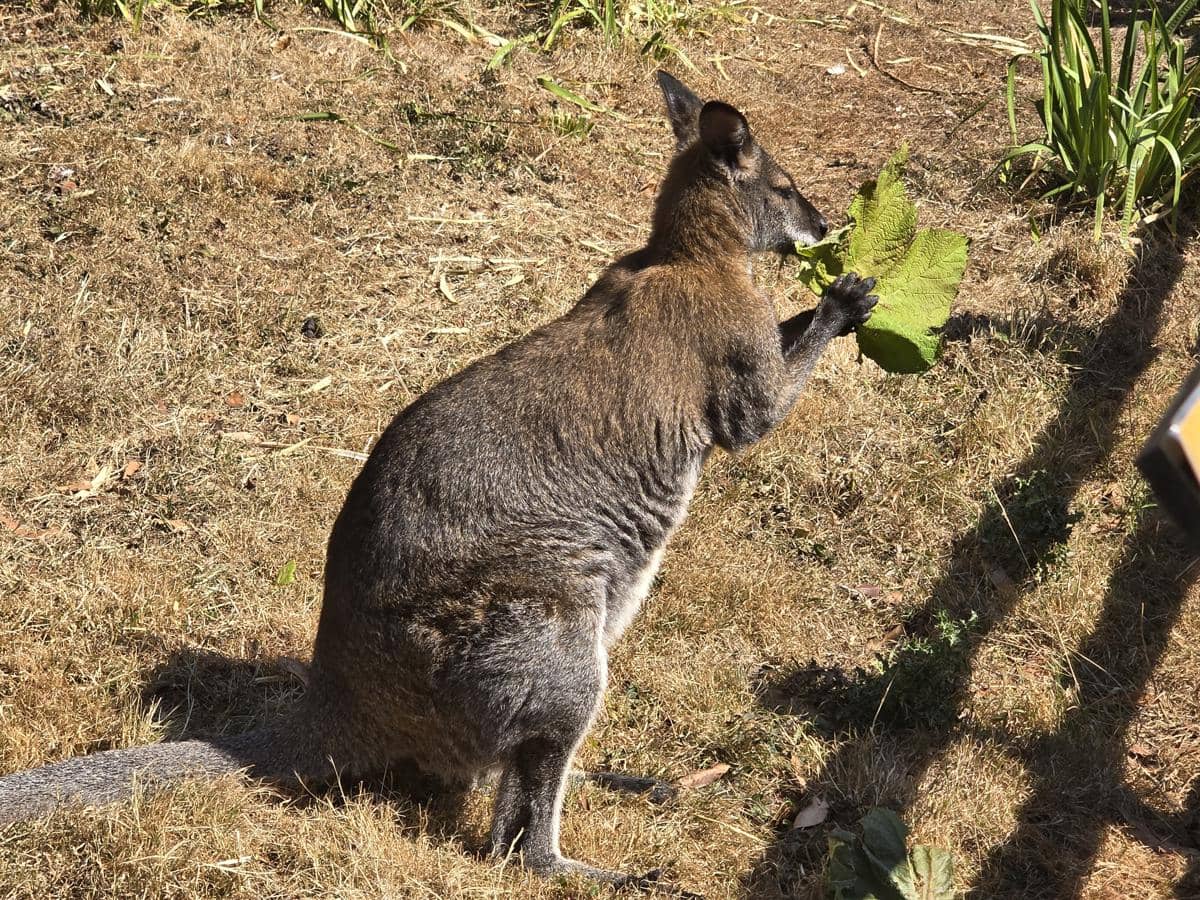 Wallaby, salah satu mamalia yang menghuni kawasan Purnululu.