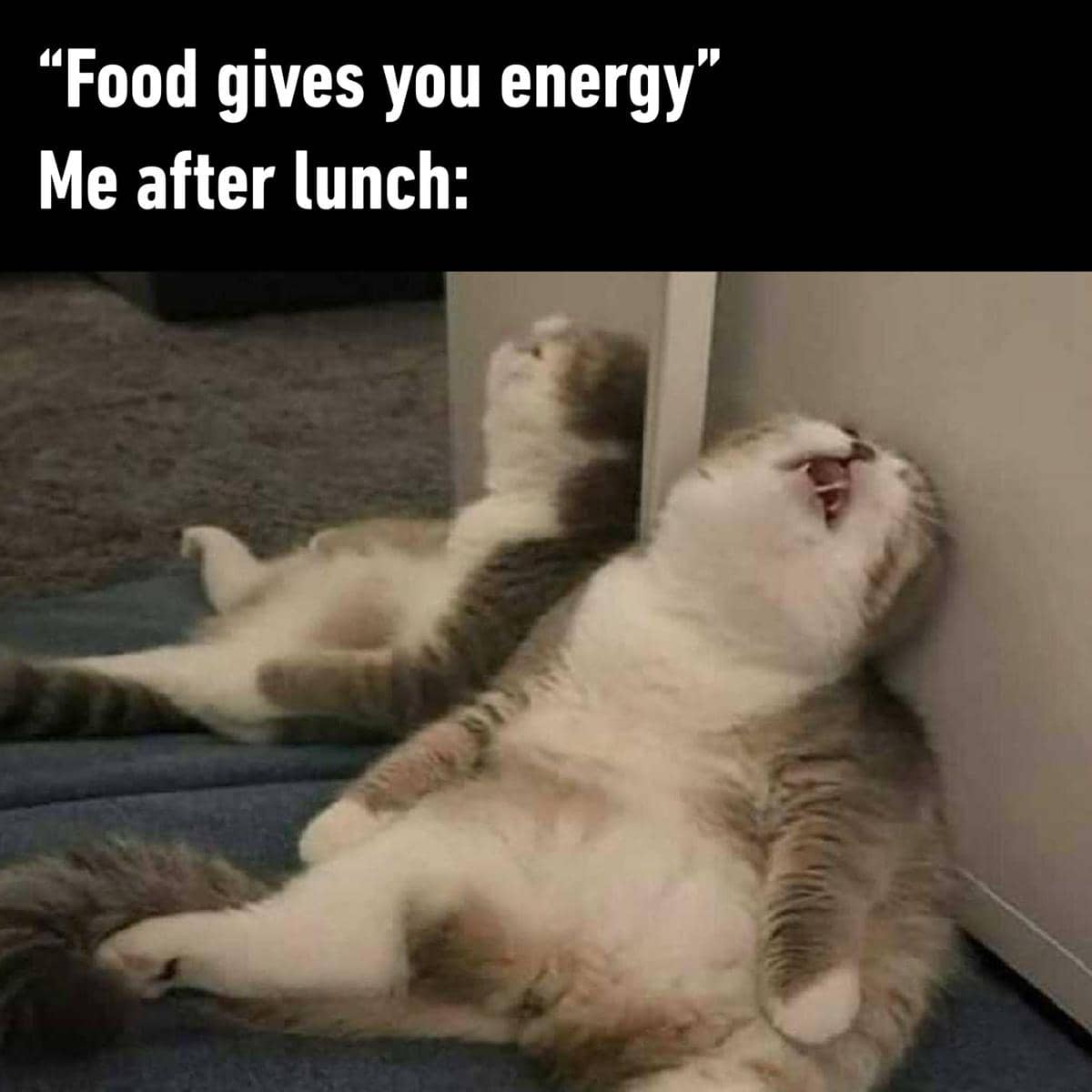 meme kucing tentang makan siang