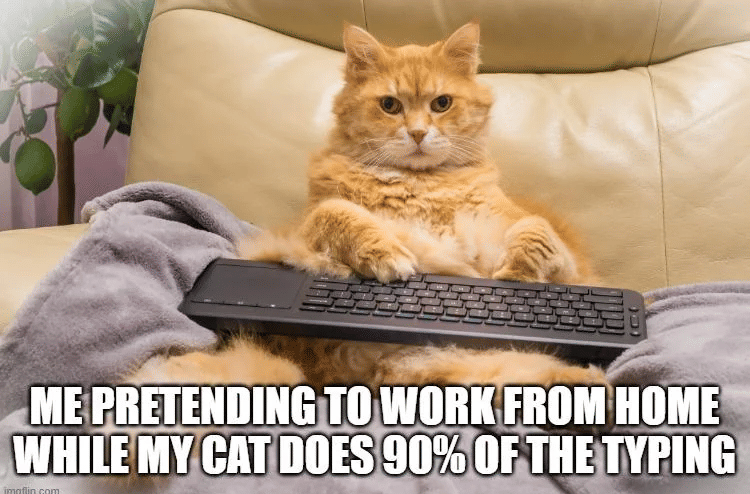 meme kucing tentang kerja