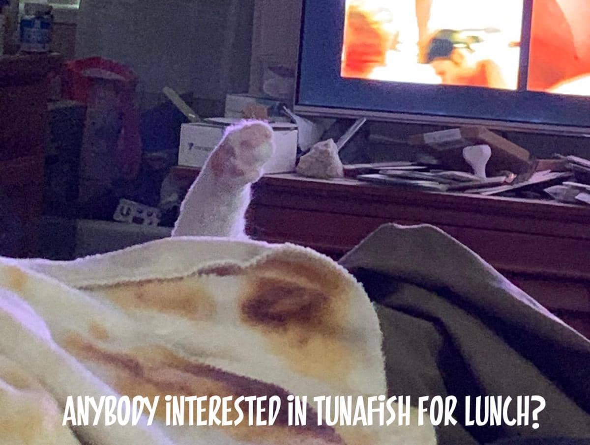 meme kucing tentang makan siang