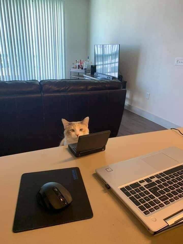 meme kucing tentang kerja