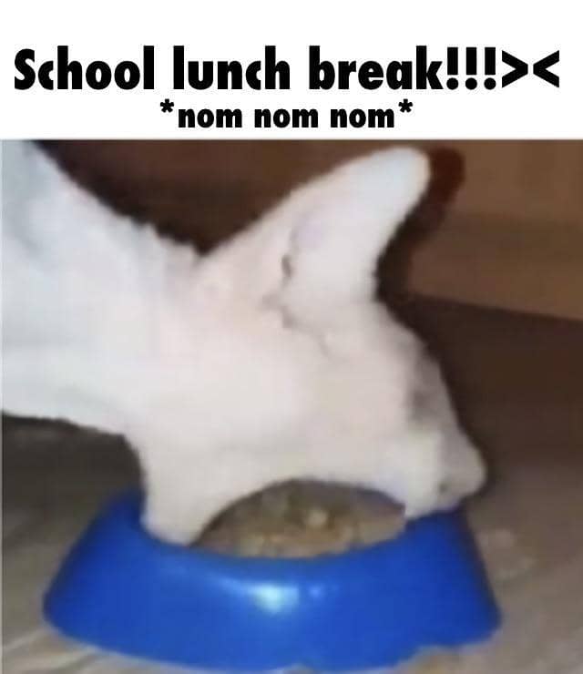 meme kucing tentang makan siang