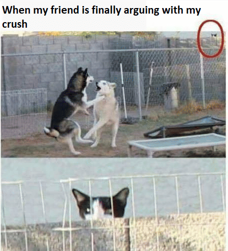 meme kucing tentang adu argumen