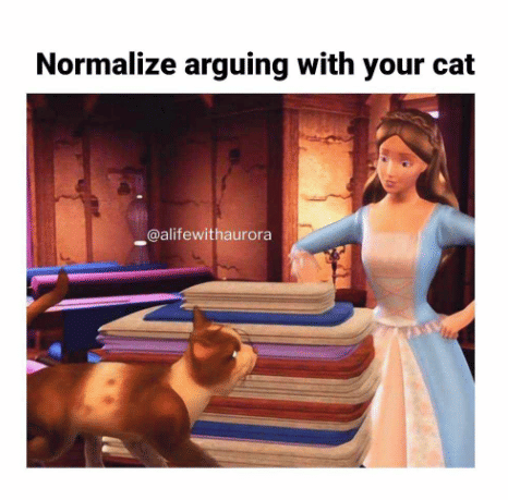 meme kucing tentang adu argumen