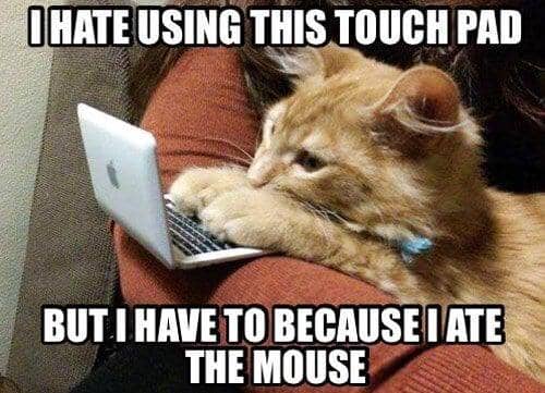 meme kucing tentang kerja