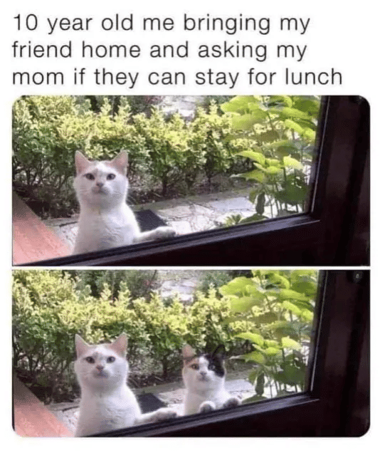meme kucing tentang makan siang