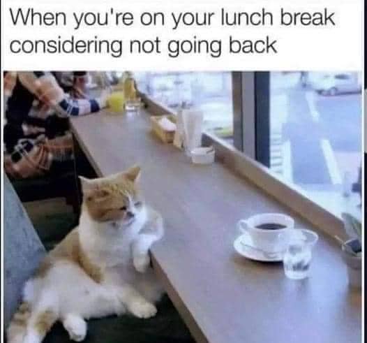 meme kucing tentang makan siang