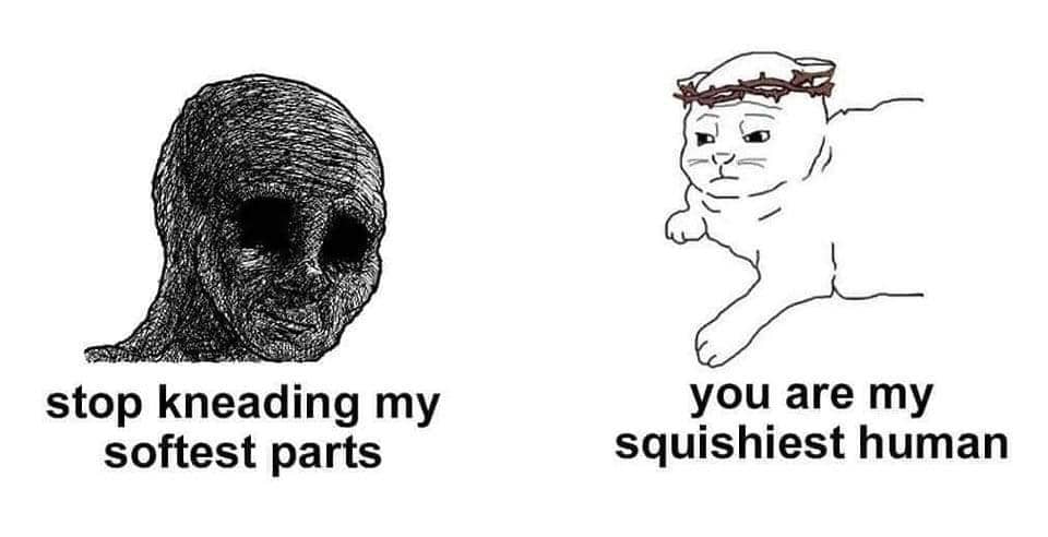 meme kucing tentang adu argumen