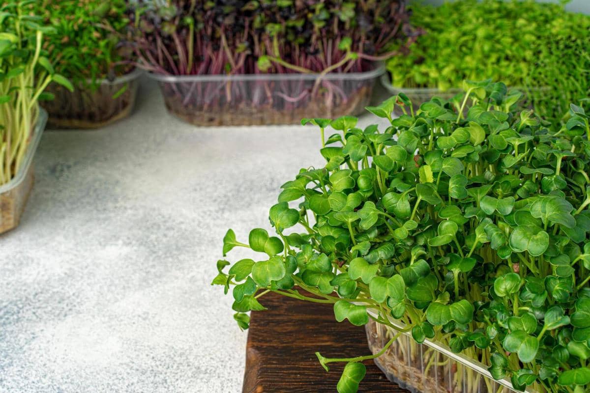 ilustrasi microgreen
