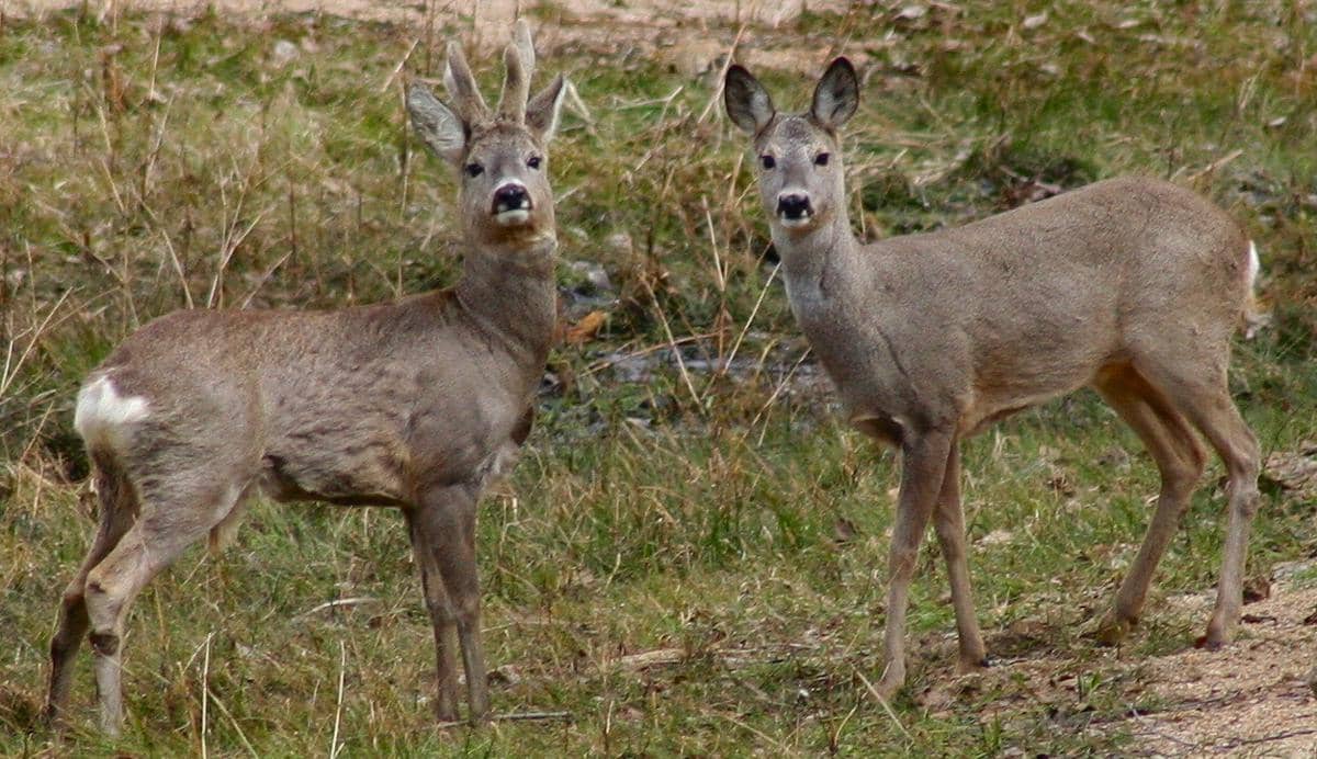 Rusa roe