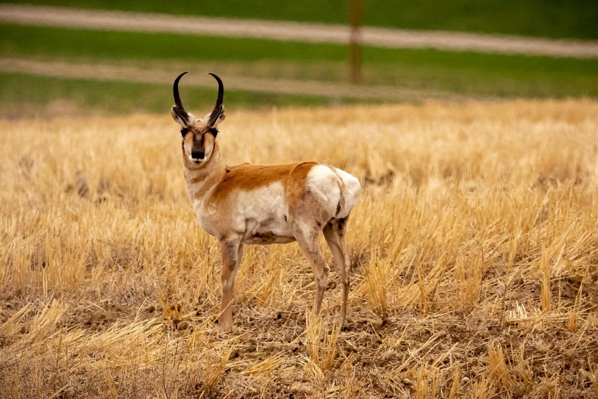 ilustrasi pronghorn (unsplash.com/David Thielen)
