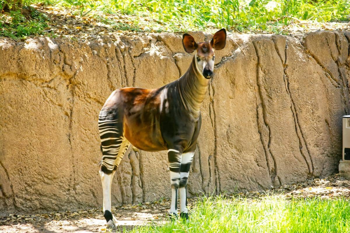 ilustrasi okapi (unsplash.com/Joanna Huang)