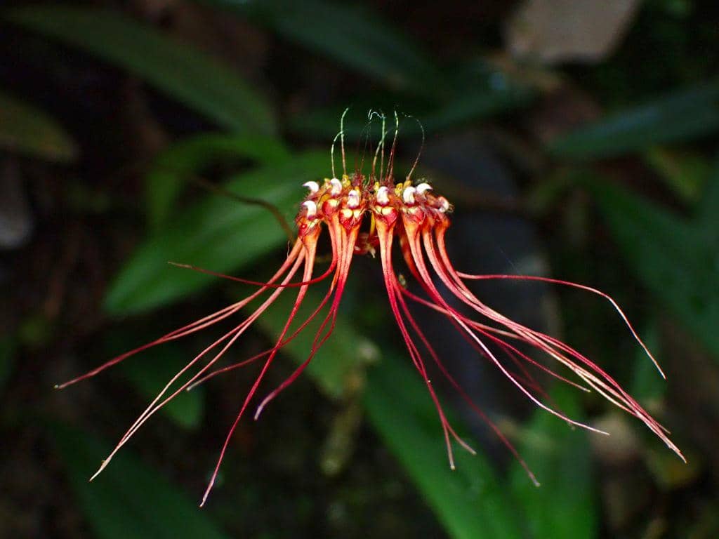 Anggrek Bulbophyllum gracillimum