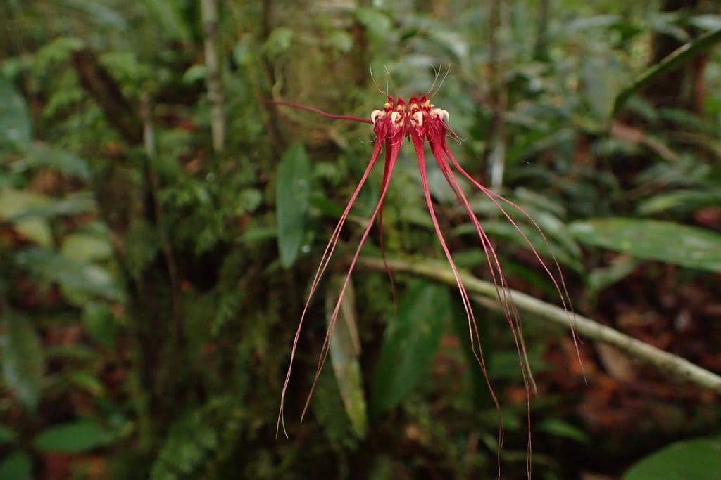 Anggrek Bulbophyllum gracillimum