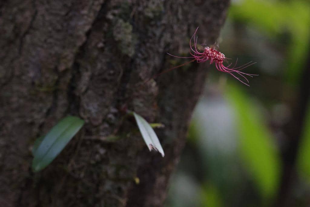 Anggrek Bulbophyllum gracillimum