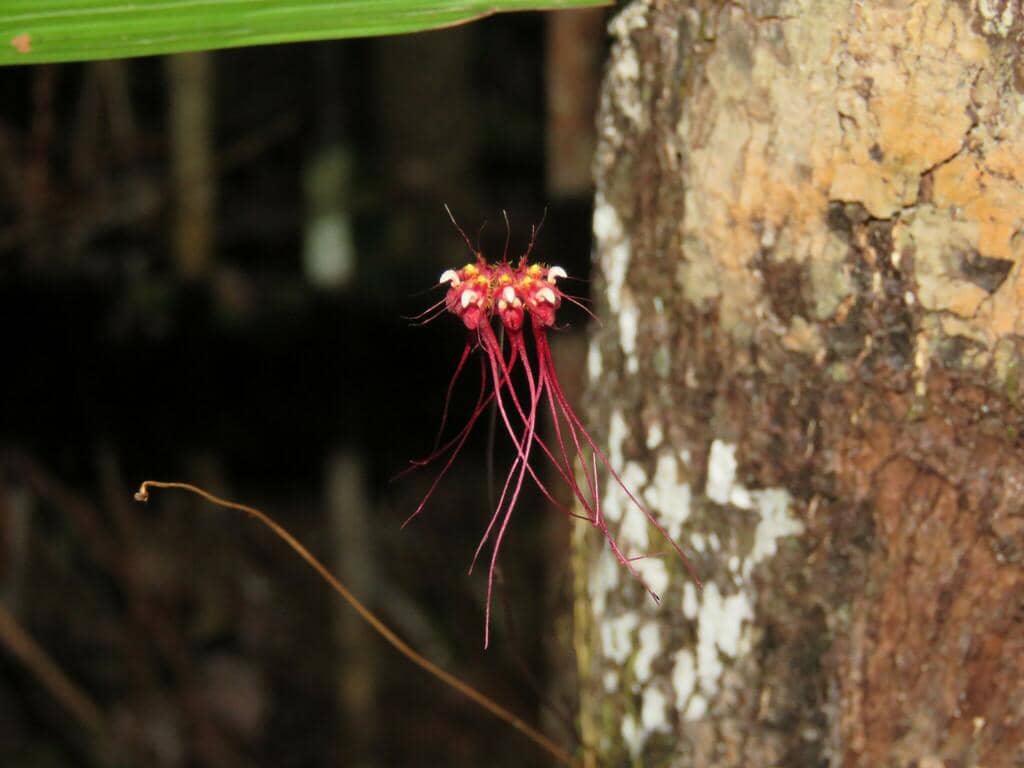 Anggrek Bulbophyllum gracillimum