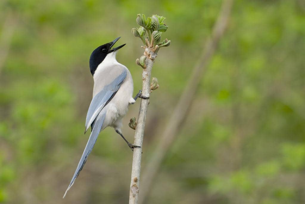 5 Fakta Azure Winged Magpie, si Gagak Biru yang Cerdas dan Sosial