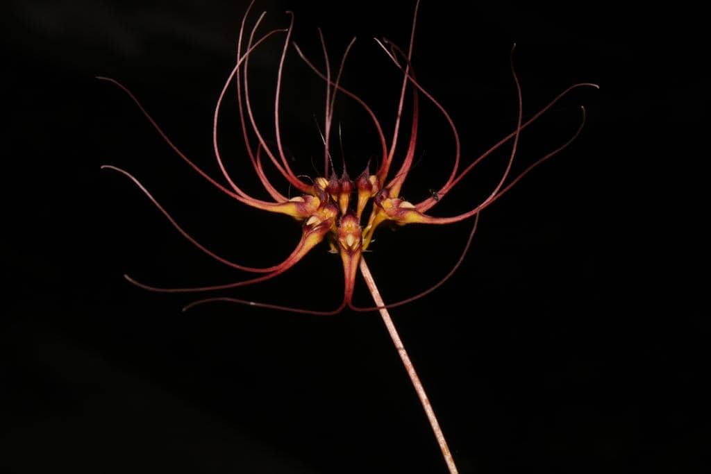 Anggrek Bulbophyllum gracillimum