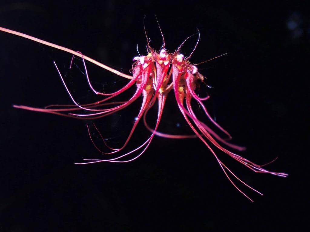5 Fakta Bulbophyllum Gracillimum, Anggrek Unik dengan Bunga Berumbai