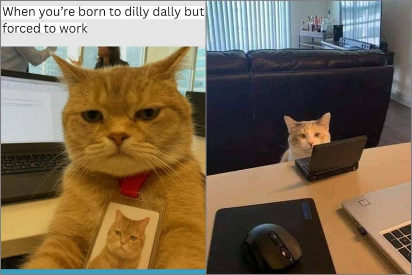 8 Meme Kucing tentang Kerja, Banyak yang Pegang Kibor!