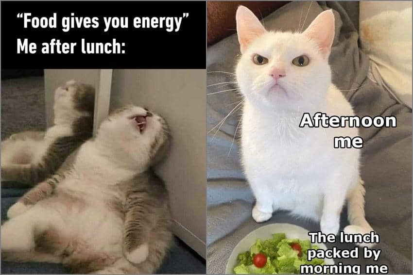 8 Meme Kucing tentang Makan Siang, Tuna hingga Roti Dilibas!