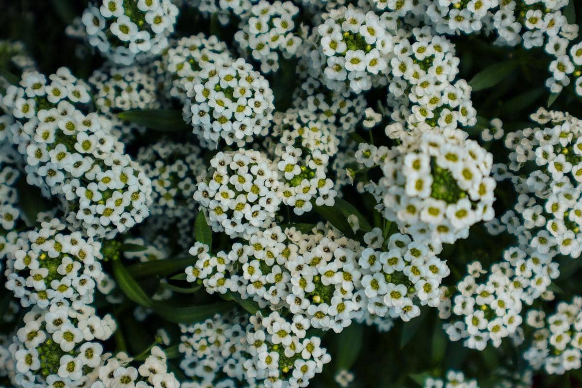 tanaman sweet alyssum