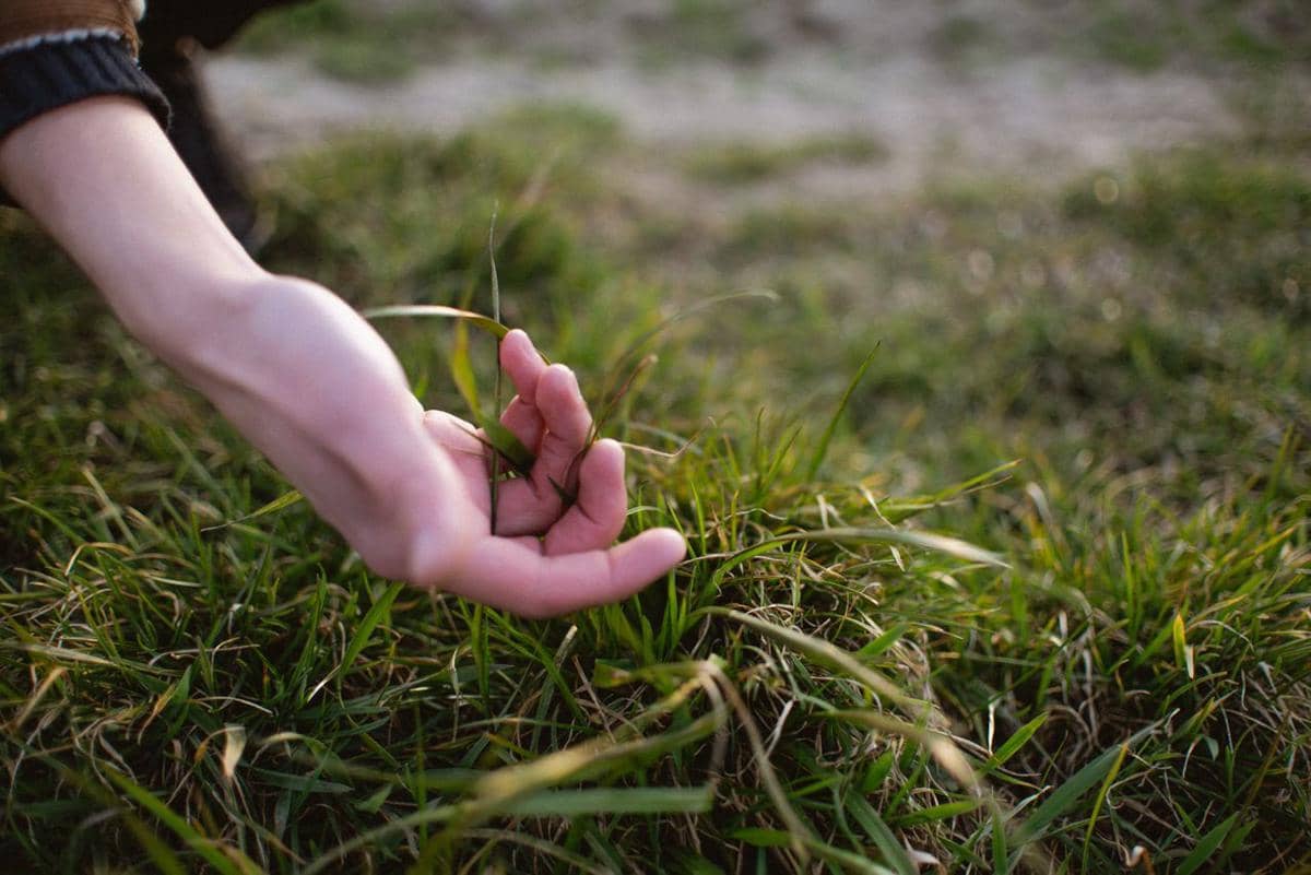 Mengapa Rumput Bisa Tumbuh Hampir di Mana Saja? Ini Alasannya