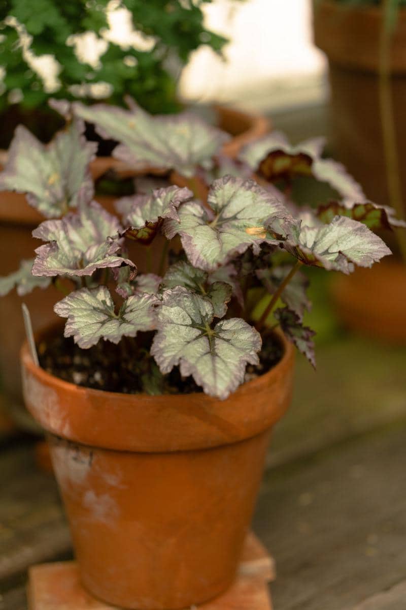 ilustrasi heuchera