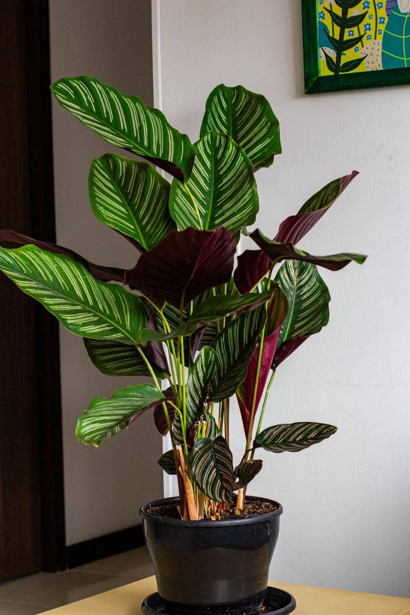 ilustrasi calathea