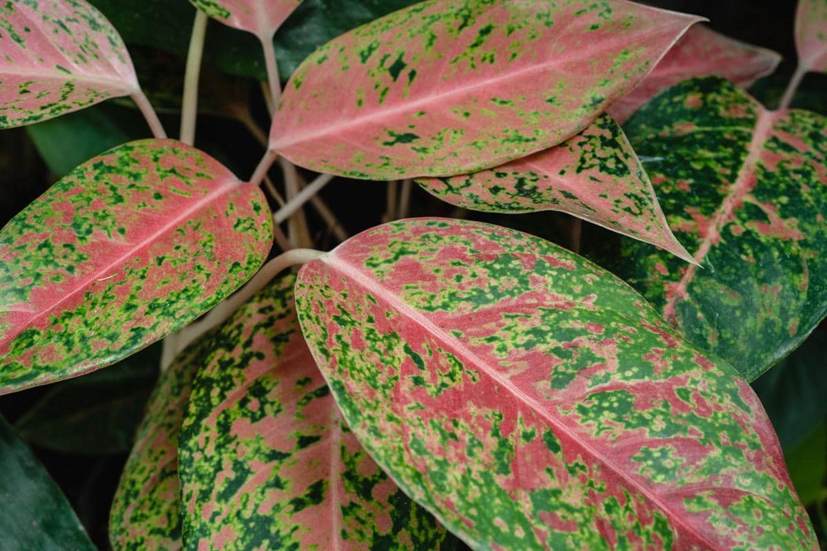 ilustrasi aglaonema