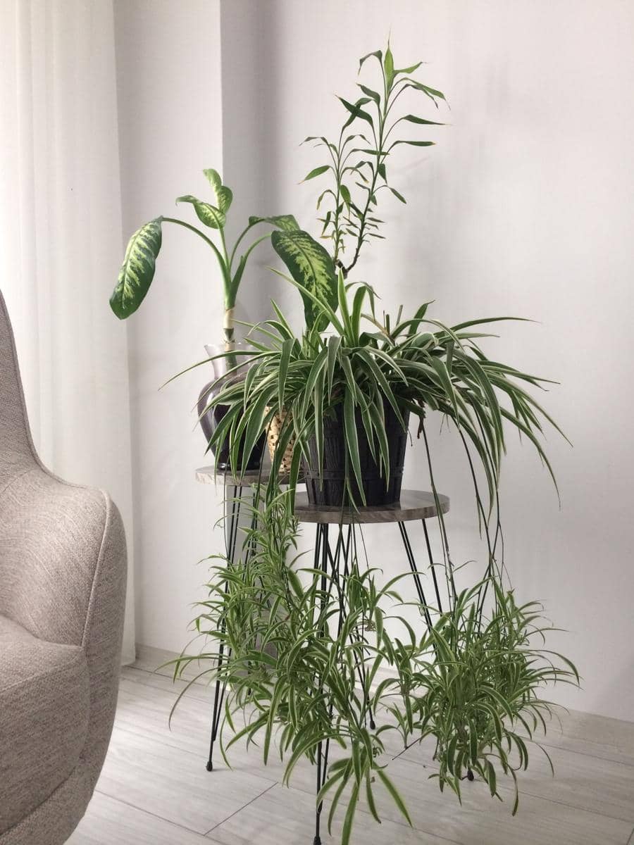 ilustrasi spider plant