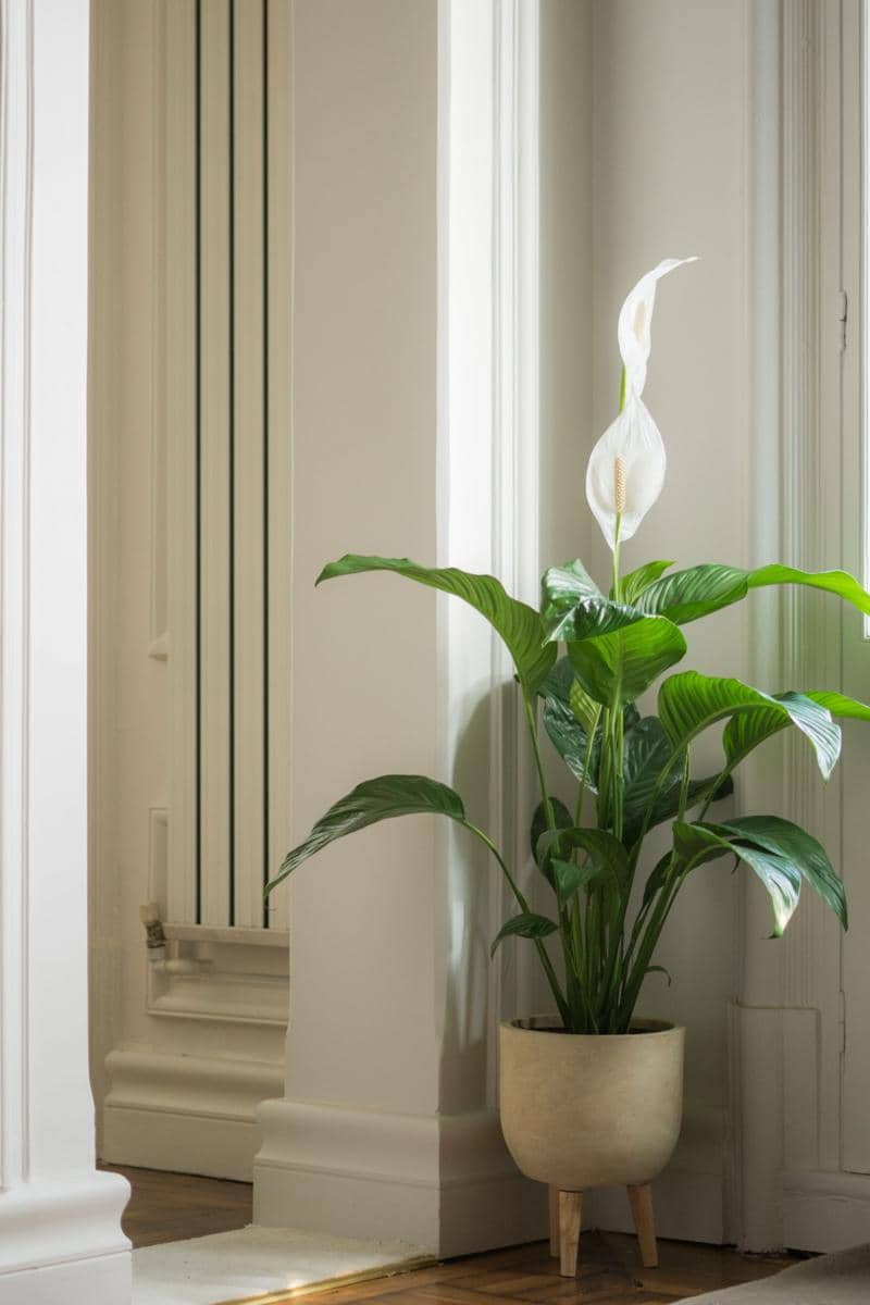 ilustrasi peace lily