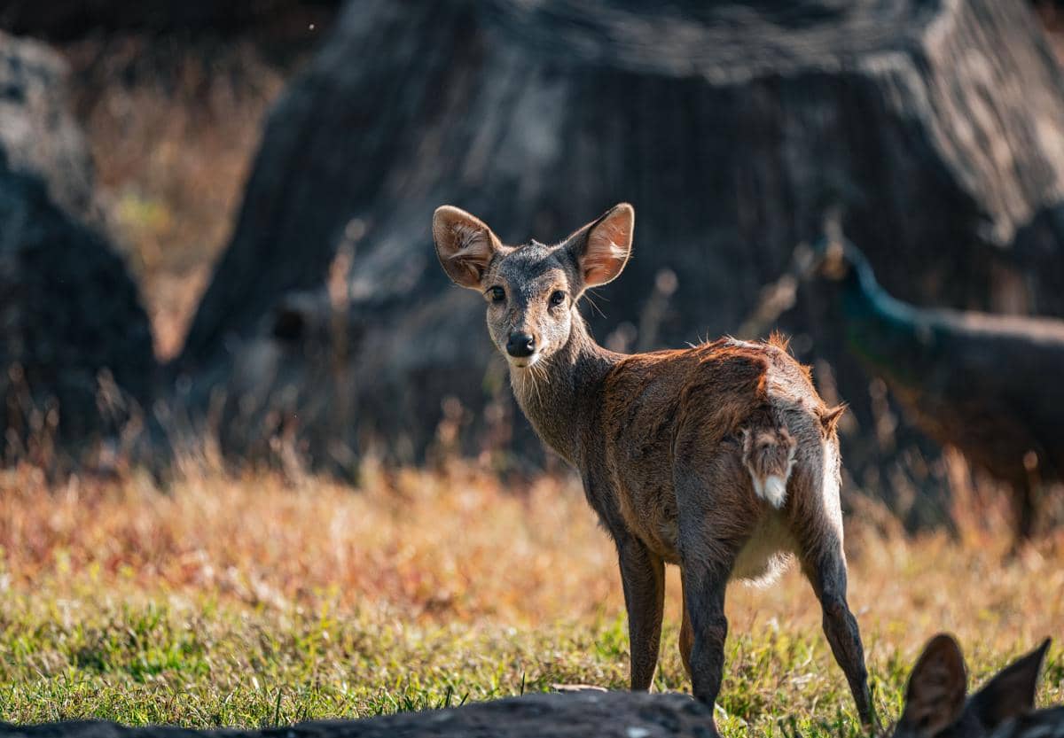 6 Fakta Unik Rusa Muntjac, Mamalia yang Suaranya Mirip Anjing