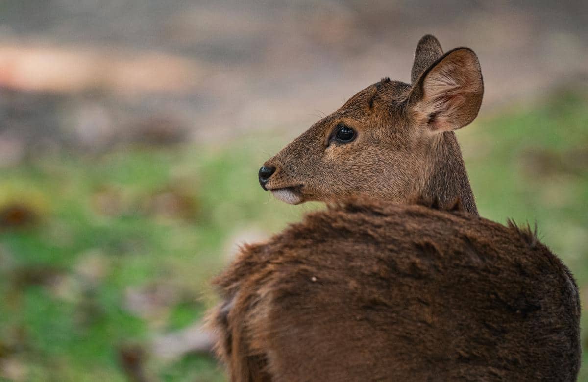 Rusa muntjac