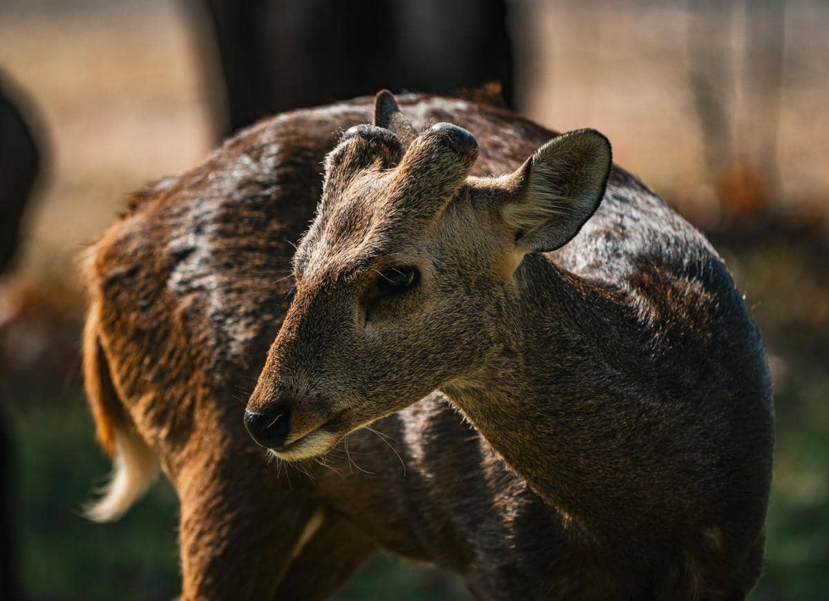 Rusa muntjac