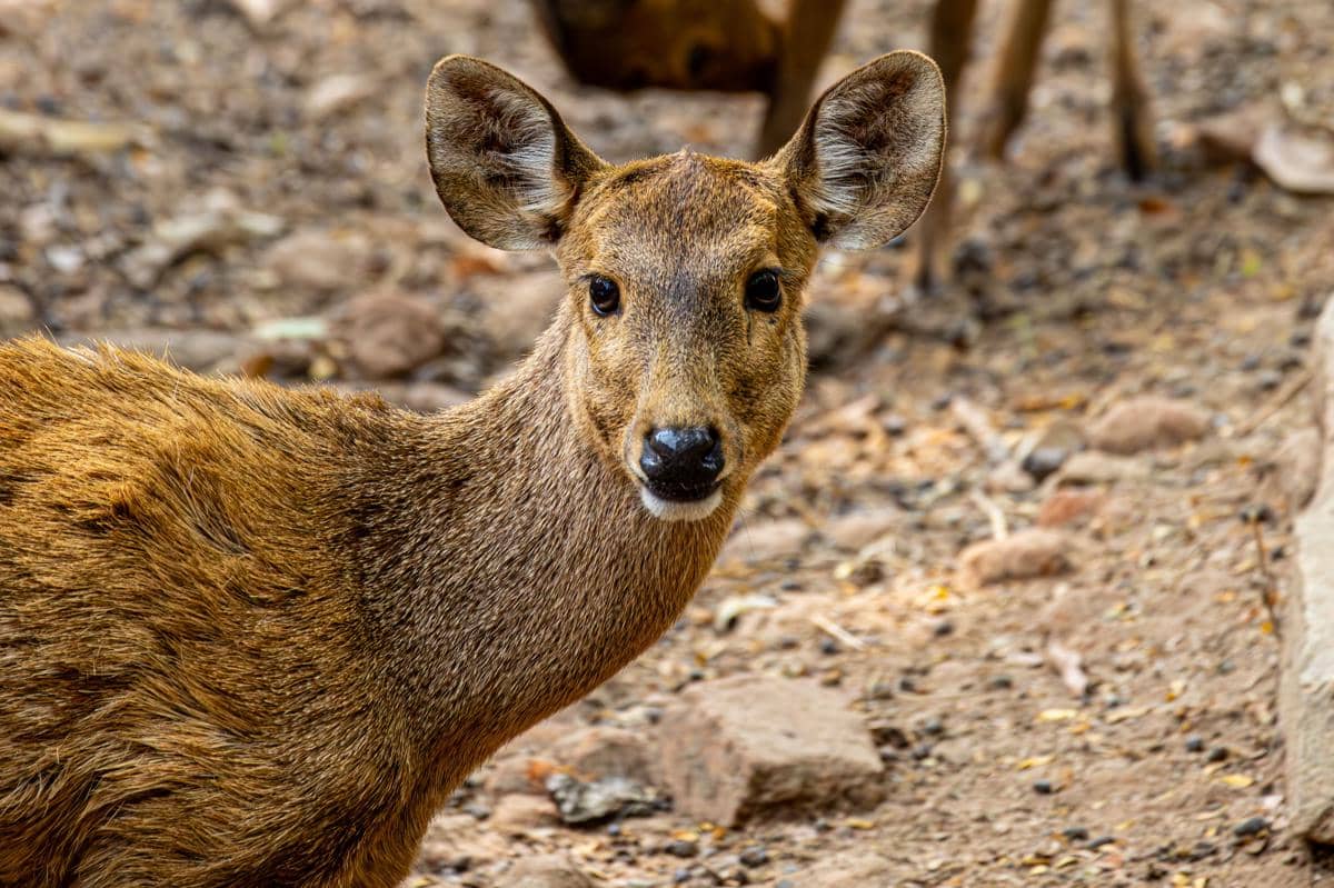 Rusa muntjac