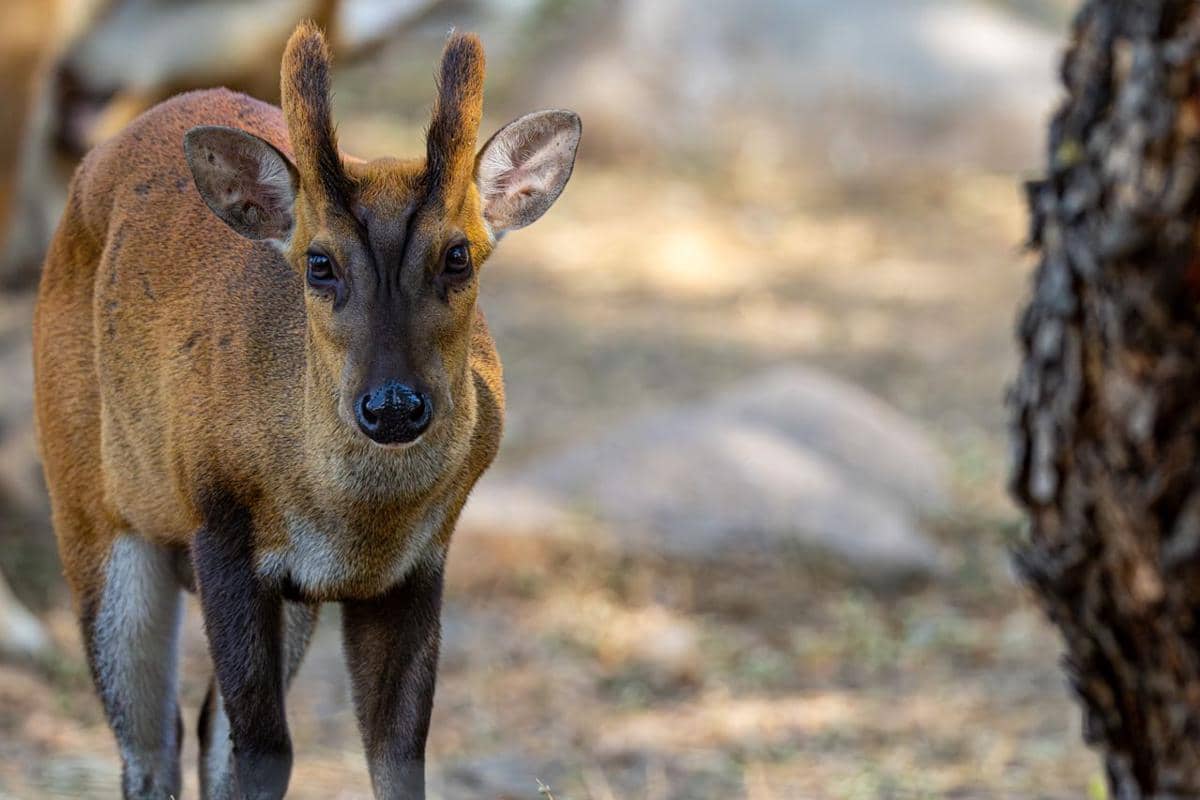 Rusa muntjac
