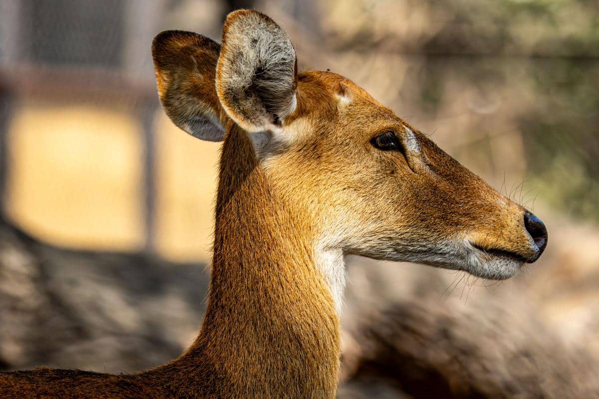 Rusa muntjac