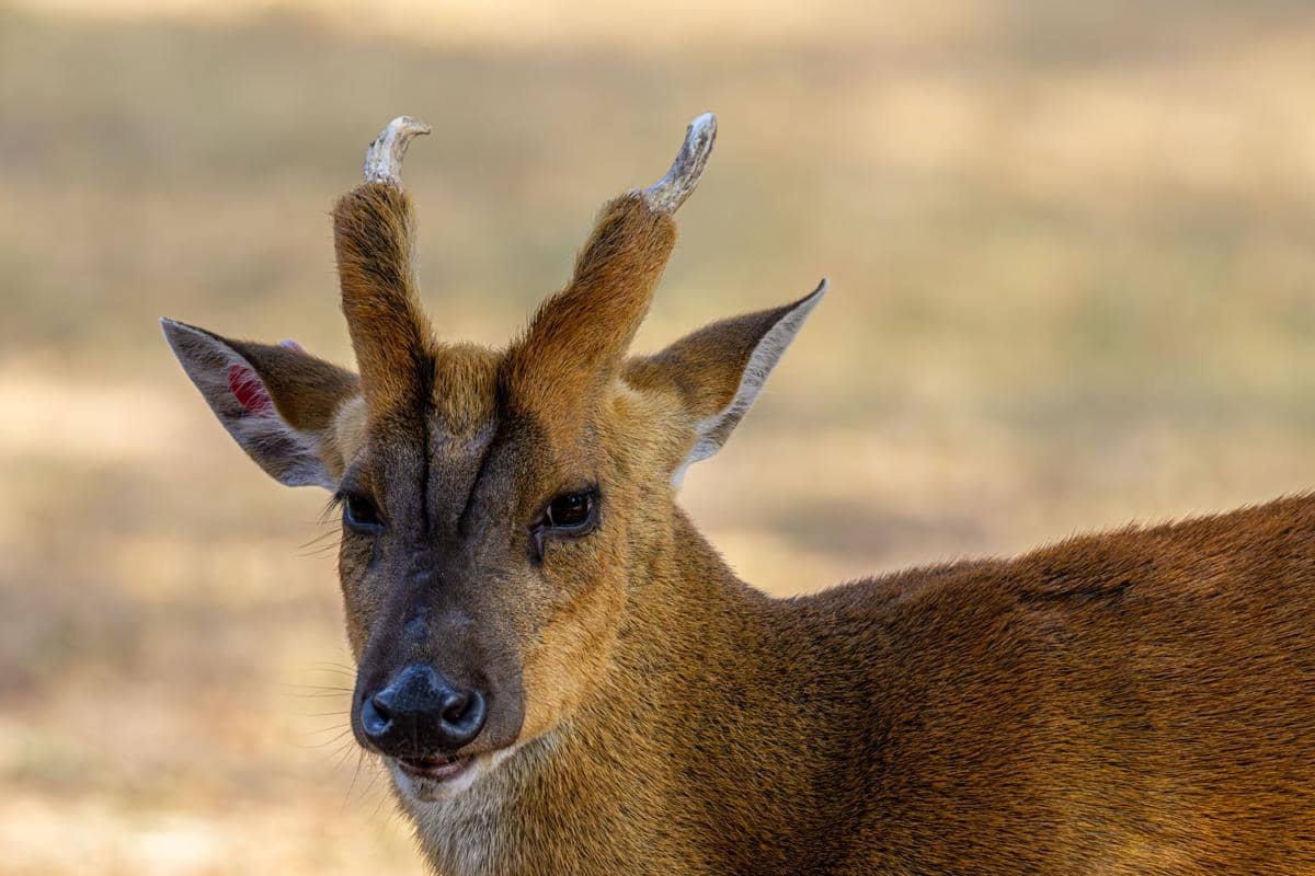 Rusa muntjac
